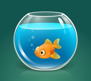 content video marketing pesce rosso